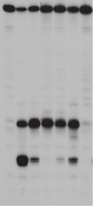 4258 Nucleic Acids Research, 2016, Vol. 44, No.