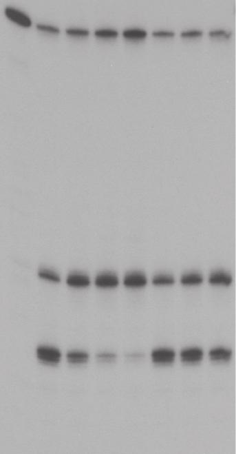 4260 Nucleic Acids Research, 2016, Vol. 44, No.