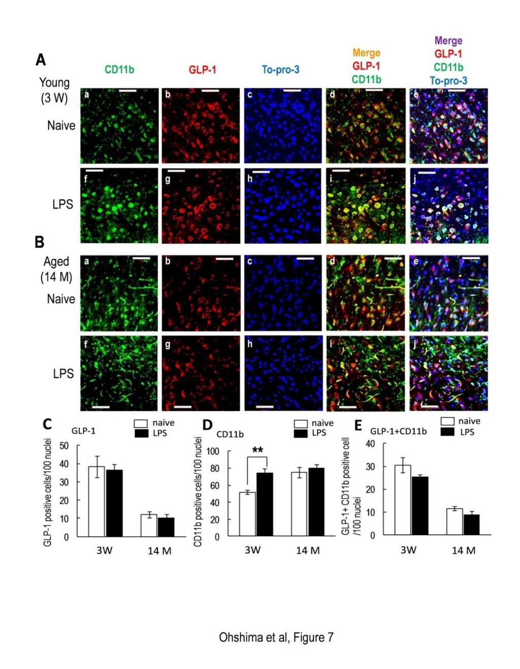 20 Ryo Ohshima et al.: Age-Related Decrease in Glucagon-Like Peptide-1 in Mouse Prefrontal Cortex But Not in Hippocampus Despite the Preservation of Its Receptor the young mice (Fig.