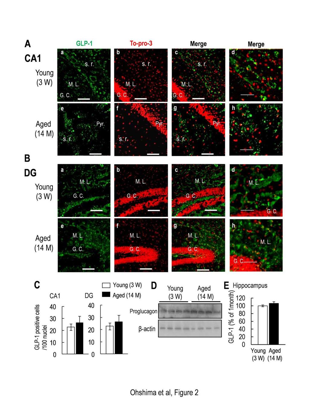 American Journal of BioScience 2015; 3(1): 11-27 15 In contrast, GLP-1 immunoreactivity in the CA1 region of the hippocampus was preserved in aged mice compared with young mice (Fig.