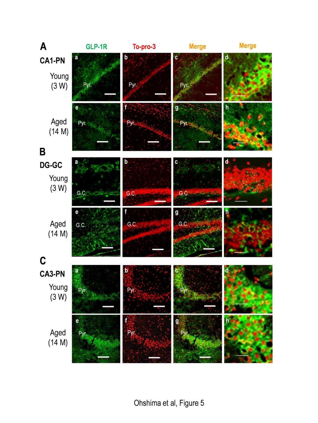 18 Ryo Ohshima et al.: Age-Related Decrease in Glucagon-Like Peptide-1 in Mouse Prefrontal Cortex But Not in Hippocampus Despite the Preservation of Its Receptor p = 0.
