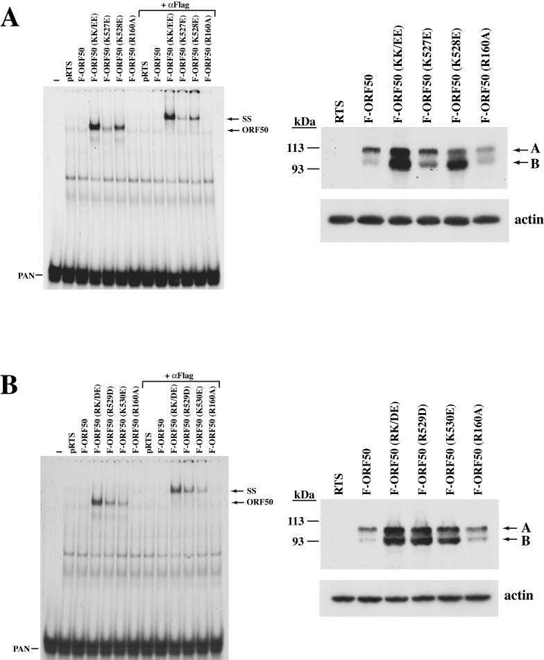 VOL. 78, 2004 AUTOREGULATION OF KSHV ORF50 PROTEIN 10667 FIG. 9. Effect of single-point mutations in the basic motif of the DNA binding inhibitory region.