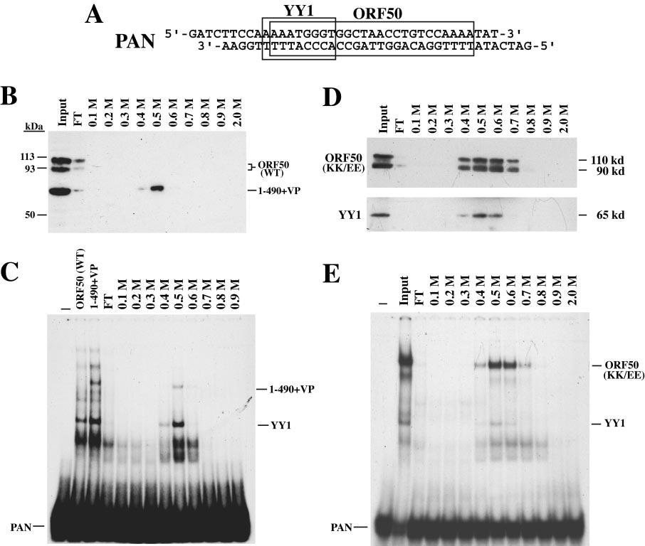 10668 CHANG AND MILLER J. VIROL. FIG. 10. Determination of ORF50 DNA binding activity by oligonucleotide affinity chromatography.