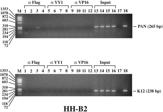 VOL. 78, 2004 AUTOREGULATION OF KSHV ORF50 PROTEIN 10669 FIG. 11. ORF50 (KK/EE) binds DNA in vivo more strongly than wild-type ORF50.