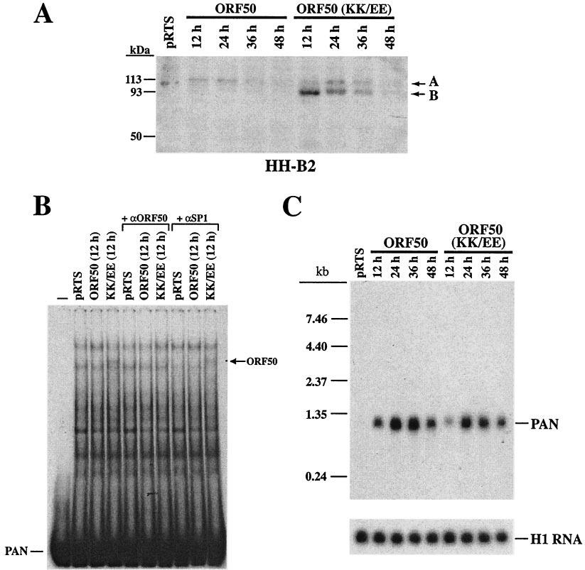 10670 CHANG AND MILLER J. VIROL. FIG. 12. Comparison of the capacity of wild-type ORF50 and the ORF50(KK/EE) mutant to activate PAN expression in HH-B2 cells.