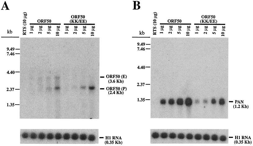 VOL. 78, 2004 AUTOREGULATION OF KSHV ORF50 PROTEIN 10671 FIG. 13. ORF50(KK/EE) is defective in activating endogenous ORF50 mrna.