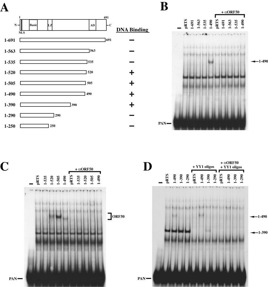 VOL. 78, 2004 AUTOREGULATION OF KSHV ORF50 PROTEIN 10661 FIG. 3. Identification of the DNA binding inhibitory region using C-terminal deletions of ORF50 protein without a VP16 fusion.