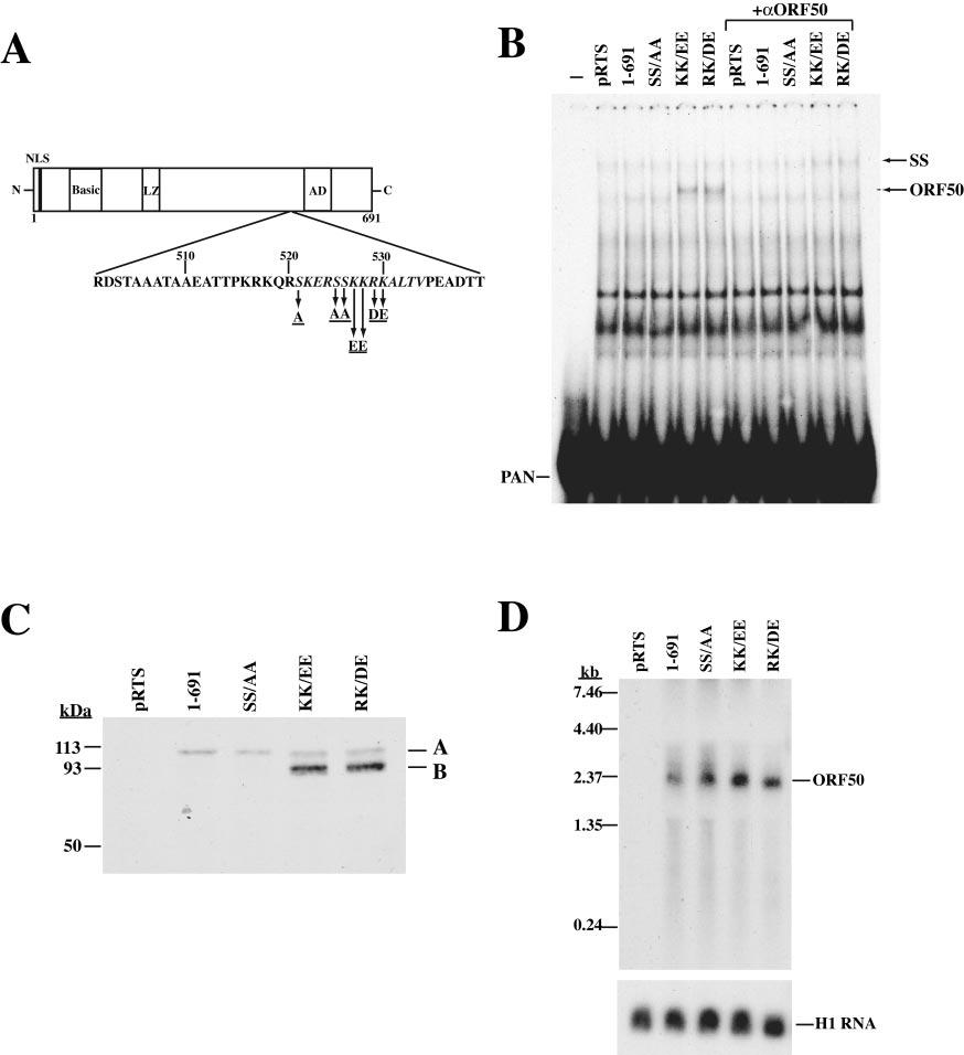 VOL. 78, 2004 AUTOREGULATION OF KSHV ORF50 PROTEIN 10663 FIG. 5. Effect of point mutations in the inhibitory region of ORF50.