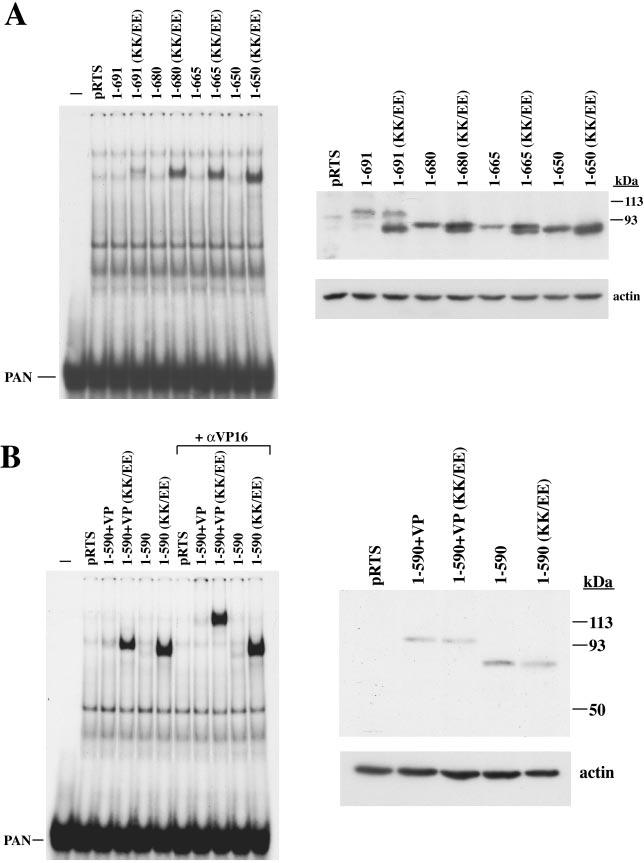 VOL. 78, 2004 AUTOREGULATION OF KSHV ORF50 PROTEIN 10665 FIG. 7. DNA binding activity of ORF50 restored by mutations in the DNA binding inhibitory domain is independent of ORF50 expression level.