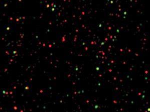Coverslips were immunostained for or and imaged via a wide-field fluorescence microscope.