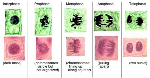 Mitosis in Plant Cells Lab Names: Period # Reproduction of most cells in plants and animals uses the type of cell division called Mitosis.