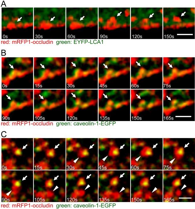 TJ Disruption by Actin Depolymerization Figure 7. Occludin colocalizes with caveolin-1, but not clathrin light chain A1, during LatA-induced internalization.