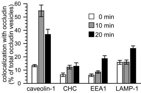 TJ Disruption by Actin Depolymerization occludin-positive vesicles was only apparent 20 min after warming (Figure 9), at which time colocalization of caveolin-1 and occludin was decreasing.