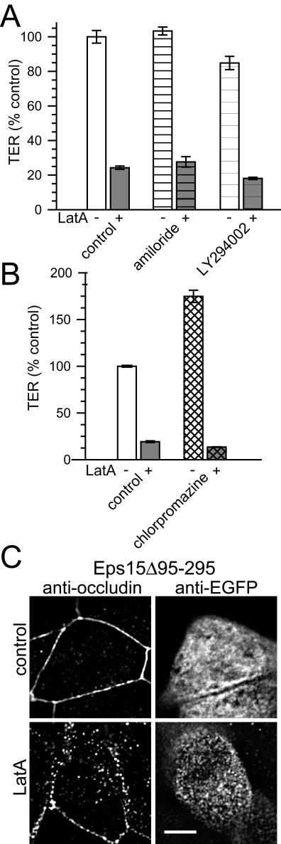 L. Shen and J. R. Turner ternalization and that cholesterol repletion restored LatAinduced occludin internalization (Figure 11C).