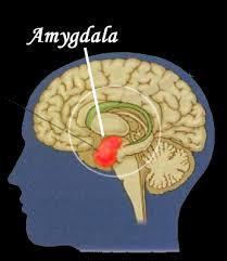 Hot state Oldest, basic part of the brain (amygdala) Wired for