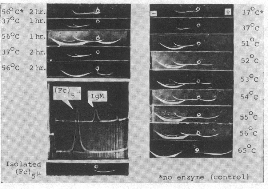 Digests on right are for 30 min. (Fc)5M is absent at 37'C and becomes detectable at 520C with progressive increase in concentration to 650C, when only FabsA and (Fc),5; are present.