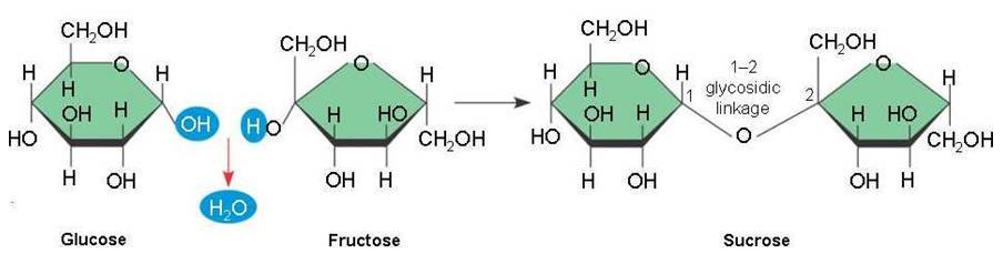 DISACCHARIDES Made up of two monosaccharide units Joined by a GLYCOSIDIC BOND (type of covalent bond that links a carbohydrate unit to another) Has a