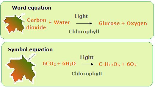 Contain the elements carbon, hydrogen and oxygen They have an C:H:O ratio of 1:2:1 based on their general formula C n (H 2 O) n Carbohydrates include sugars, starches, cellulose, and many other