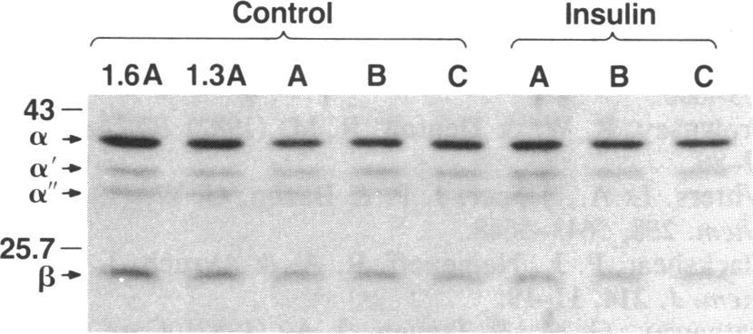 Frozen extracts from control and insulin-treated 3T3-L1 cells were thawed and aliquots were blotted as described in the text.