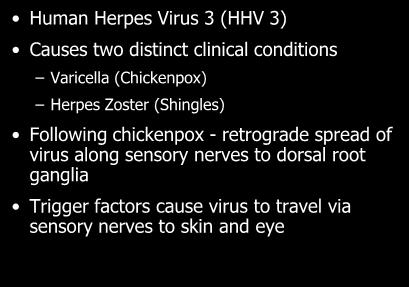 HSV keratitis: endothelitis Herpes Zoster Ophthalmicus Human Herpes Virus 3 (HHV 3) Causes two distinct clinical conditions Varicella (Chickenpox) Herpes Zoster
