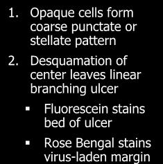 Opaque cells form coarse punctate or stellate pattern 2.
