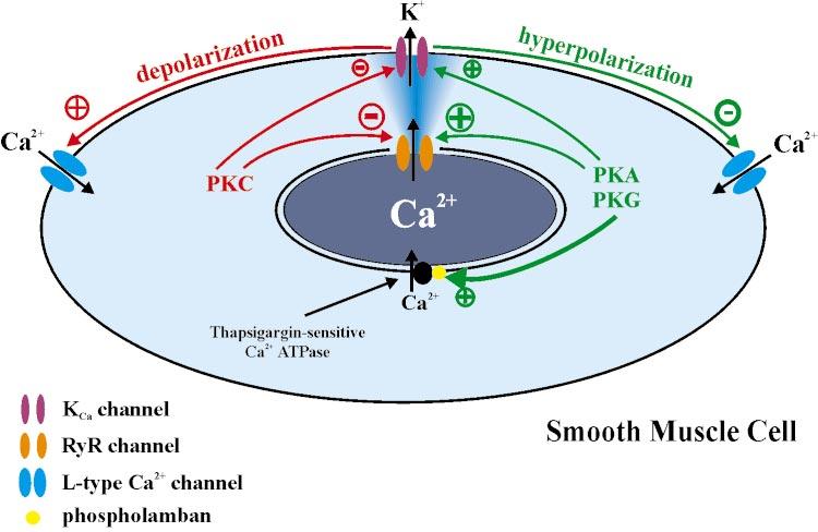 INVITED REVIEW C249 Fig. 10. Possible mechanisms of action of PKA/PKG and PKC on Ca 2 sparks, BK Ca channels, and SR Ca 2 -ATPase in arterial smooth muscle cells.