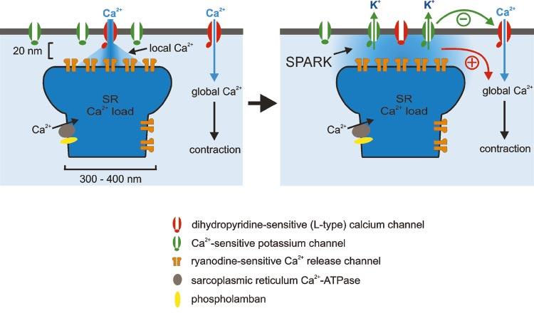 C236 INVITED REVIEW Fig. 1. Proposed functional roles of Ca 2 sparks in smooth muscle cells. Left: local control of Ca 2 sparks by voltage-dependent Ca 2 channels in cardiac and smooth muscle.