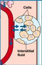 Interstitial Fluid Liquid that surrounds body cells and capillaries Material