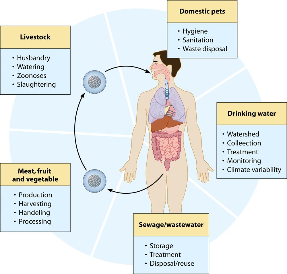 Public Health Perspective on Enteric Protozoa FIG 2 Complex interactions in the transmission and control of enteric protozoal infections.