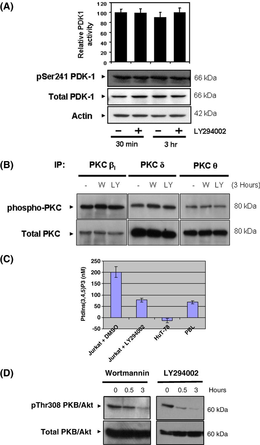 M. Freeley et al. / Cellular Signalling xx (2007) xxx xxx 5 Fig. 2. Inhibitors of PI3-kinase do not affect the catalytic activity or Ser241 phosphorylation status of endogenous PDK-1 in Jurkat cells.
