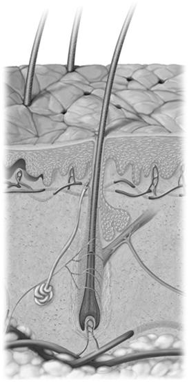 Structure of the Hair Hair shaft Sebaceous gland Hair receptor Hair root Apocrine sweat gland Blood capillaries in dermal papilla Piloerector muscle Bulge Hair matrix Hair bulb Dermal papilla Hair is