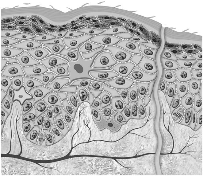 Cells of the Epidermis Tactile (Merkel) cells In basal layer of epidermis Touch receptor cells associated with dermal nerve fibers Dendritic (Langerhans) cells Macrophages originating in bone marrow