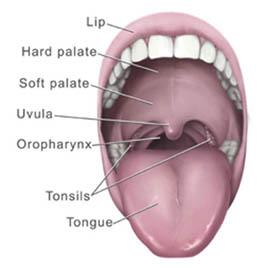 Oral Cavity and Pharynx Cancer Figure 18 Definition: Oral cancer begins in the mouth and can include the lips, cheeks, teeth, gums, the floor of the tongue, the roof of the mouth, and the front