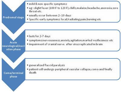 Clinical stages of rabies virus infection Last 2-7 days Furious phase: hyperactivity, excitement, disorientation, hallucination, bizarre behavior hydrophobia and convulsions.