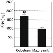 milk, despite high RNase activity in the milk.
