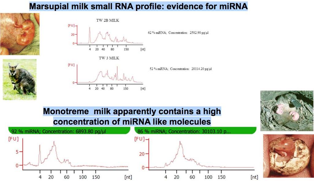 Milks micro-rna in the mammalian kingdom Sequencing in human, pig, cow, buffalo,