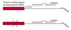 Biogenesis of mirna ~22 nt (18-24) MicroRNAs are