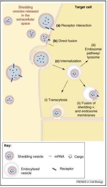 exosome signalling Blood coagulation