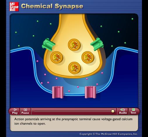 Animation: Chemical Synapse Please note that due to differing Please operating note systems, that due some to differing animations operating will not appear systems, until some the presentation