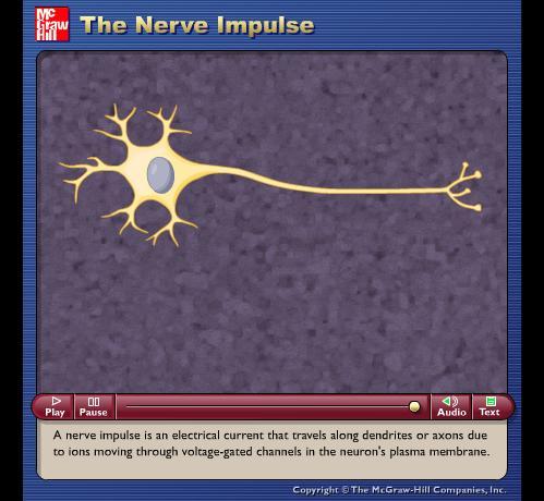 Animation: The Nerve Impulse Please note that due to differing Please operating note systems, that due some to differing animations operating will not appear systems, until some the presentation