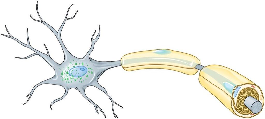 Myelination of Axons White Matter Contains myelinated axons Considered fiber tracts Gray Matter Contains