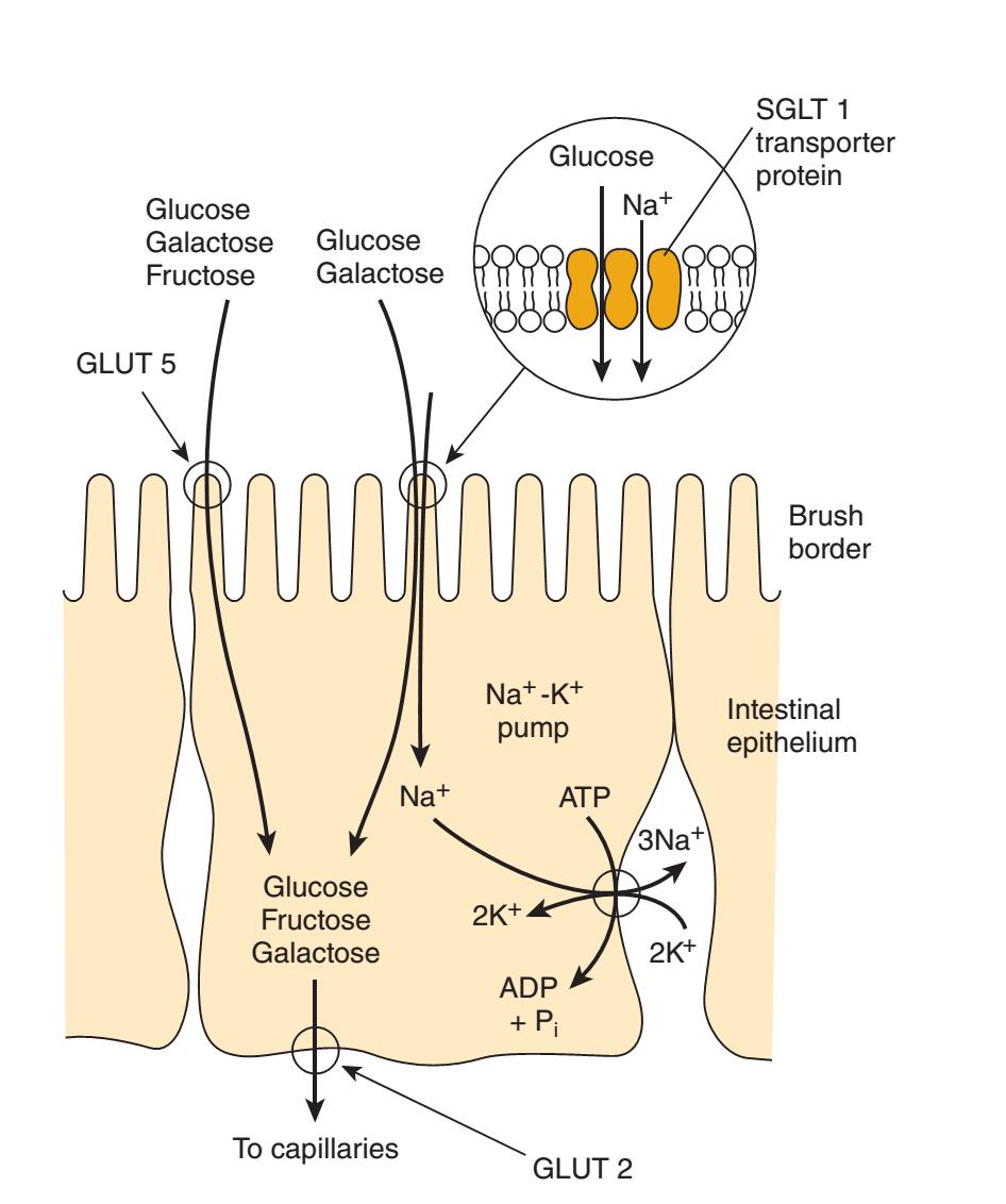 Transport of glucose, fructose, and