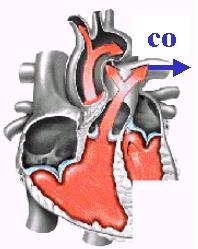Factors on Cardiac Output 1) Preload: 2) Afterload: 3)