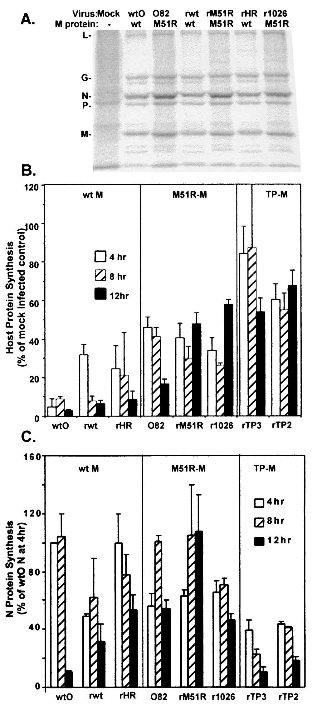 VOL. 77, 2003 INHIBITION OF INTERFERON GENE BY VSV M PROTEIN 4653 RNA synthesis over the time course at around 60 and 90% of controls, respectively.