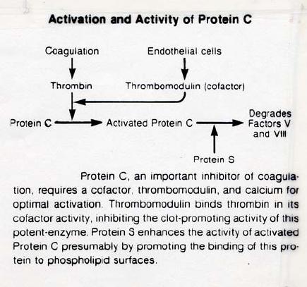 Protein C Protein C and Protein S Produced by liver Vitamin K dependent Inac4vates factors V and VIII:C Protein C is ac4vated by Thrombin (IIa) Enhancement of Protein C an4coagulant func4ons is