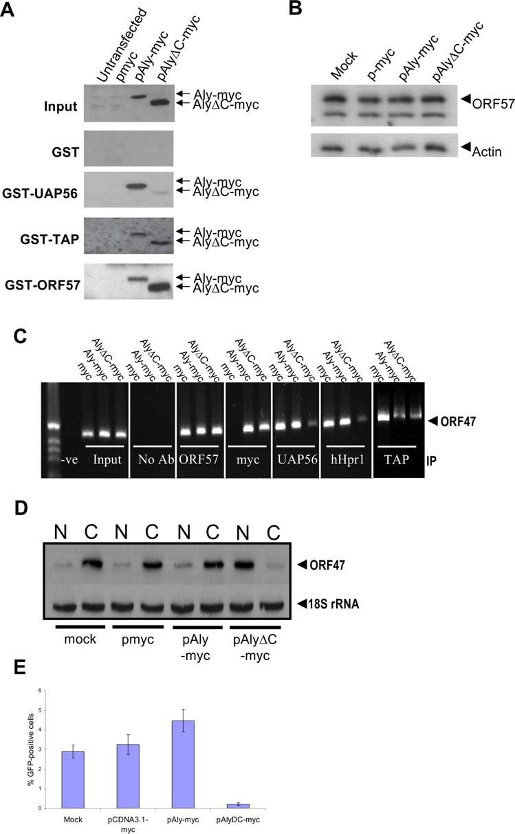Figure 6. ORF57-mediated recruitment of Aly and TAP to intronless viral mrna is not sufficient for efficient nuclear export and virus replication.