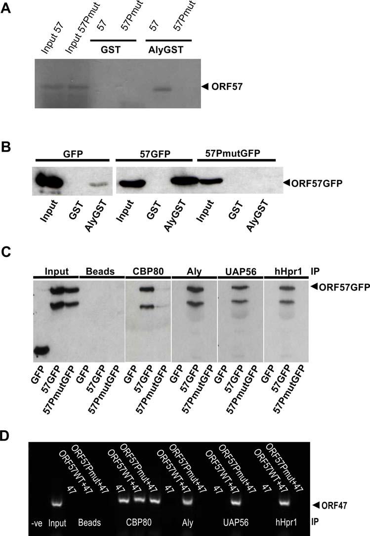Figure 4. The ORF57 PxxP motif is required for direct interaction with Aly.