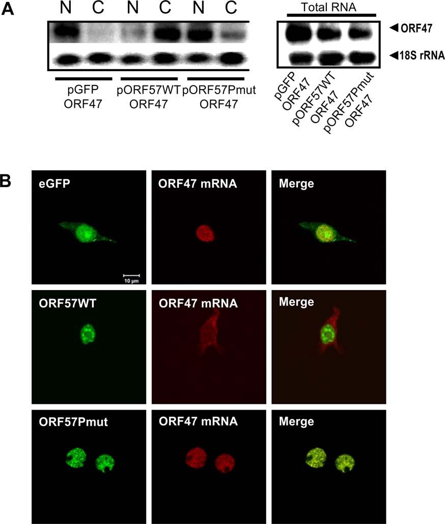 Figure 5. htrex recruitment to intronless viral mrna is required for efficient nuclear export.