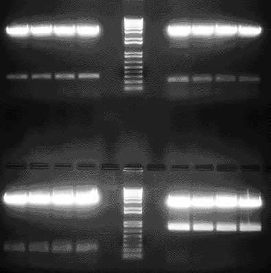 The target is a critical success factor for HIGS applications Fusarium graminearum has three CYP51 genes Ergosterol biosynthesis cyp51a (294 bp) cyp51b (232 bp) cyp51c (250 bp) cyp51abc (791 bp)