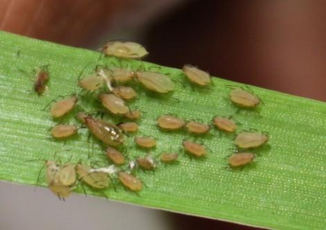 Excellent effects of HIGS against the grain aphid Sitobion avenae* Eltayb